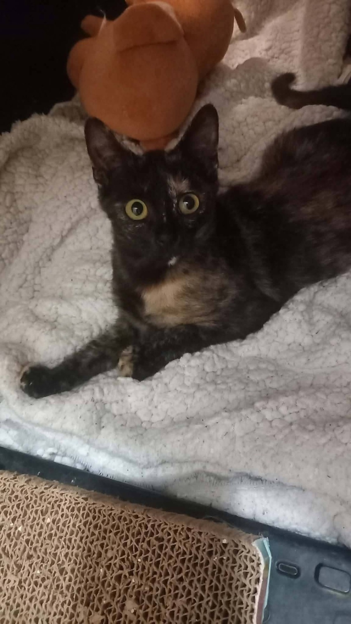 Adoption Féline