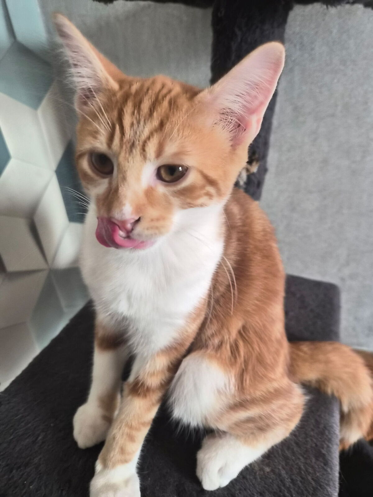 Adoption Baloo
