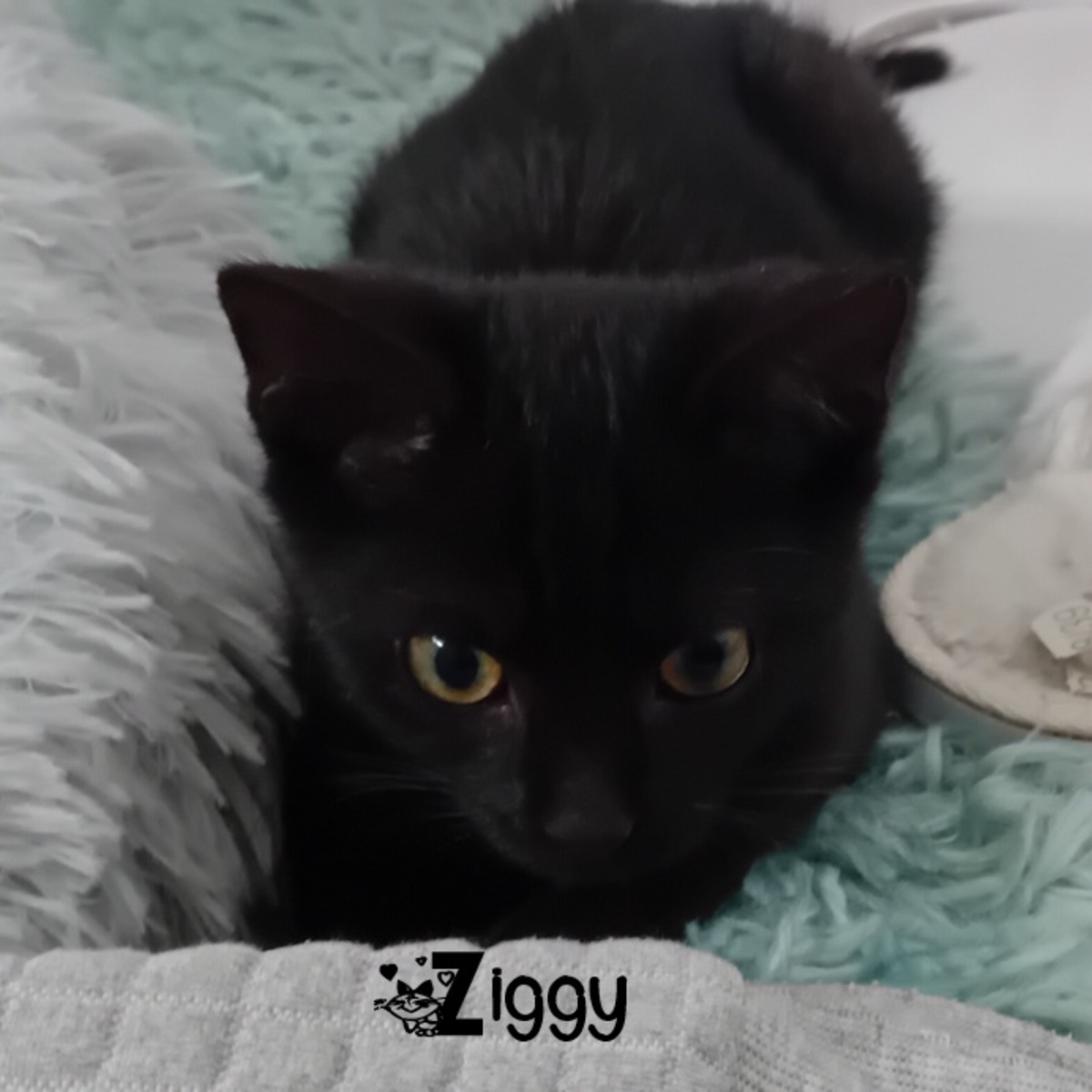 Adoption Ziggy