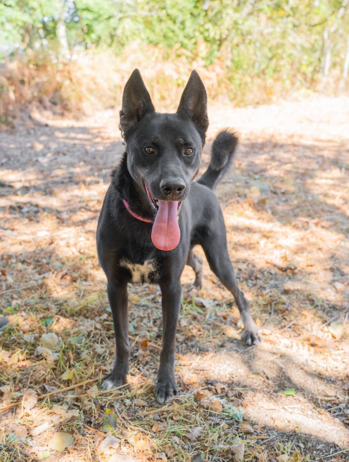 Adoption Rosco