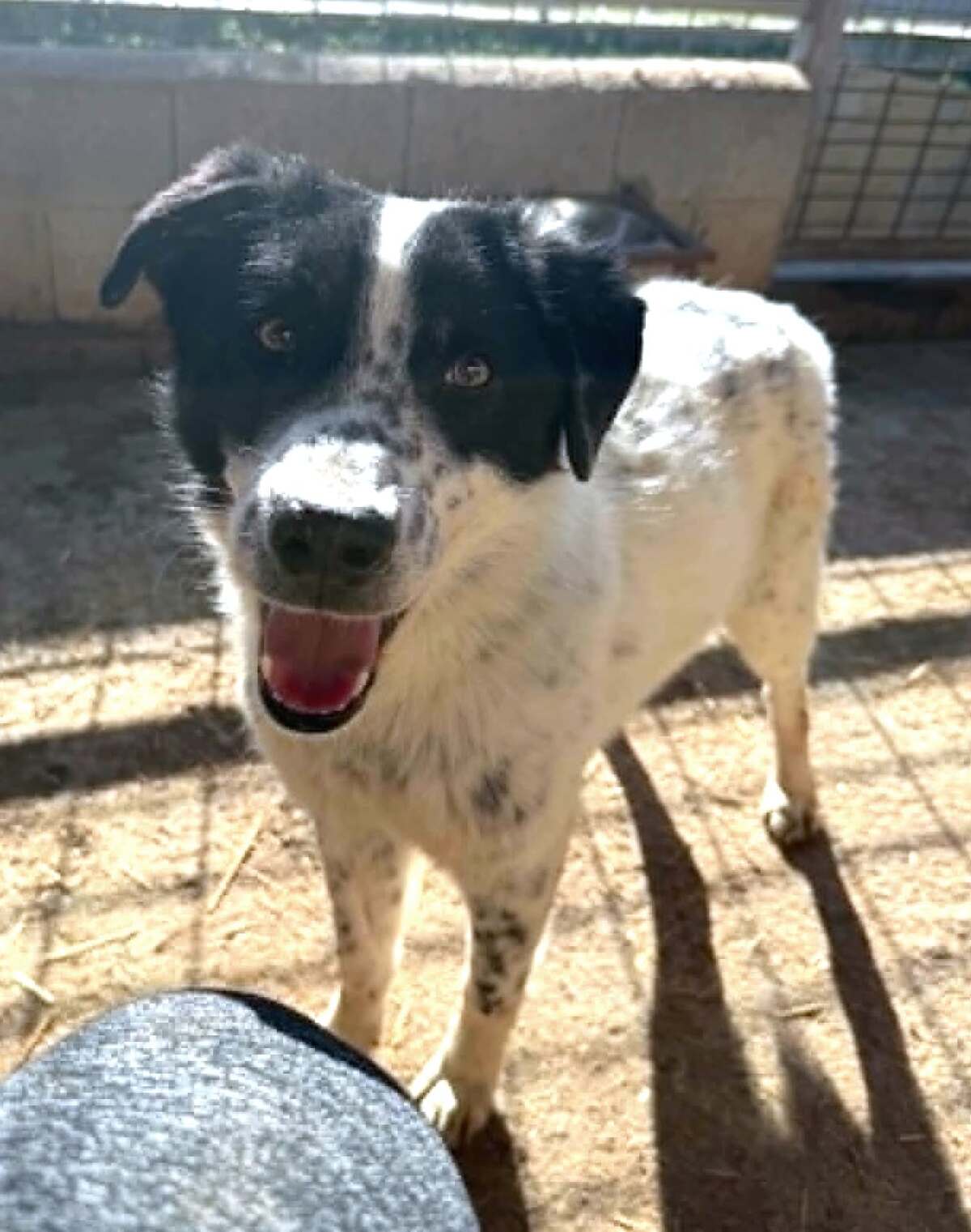 Adoption Pongo