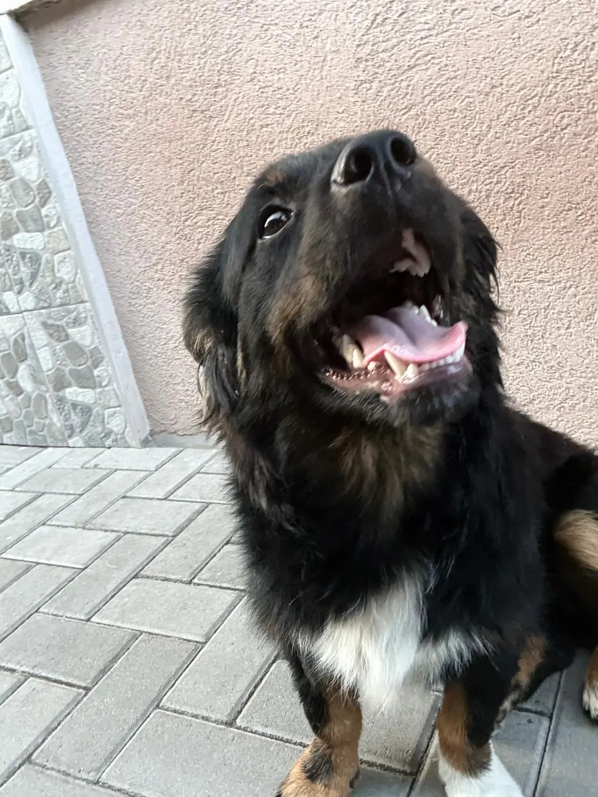 Adoption Kevin