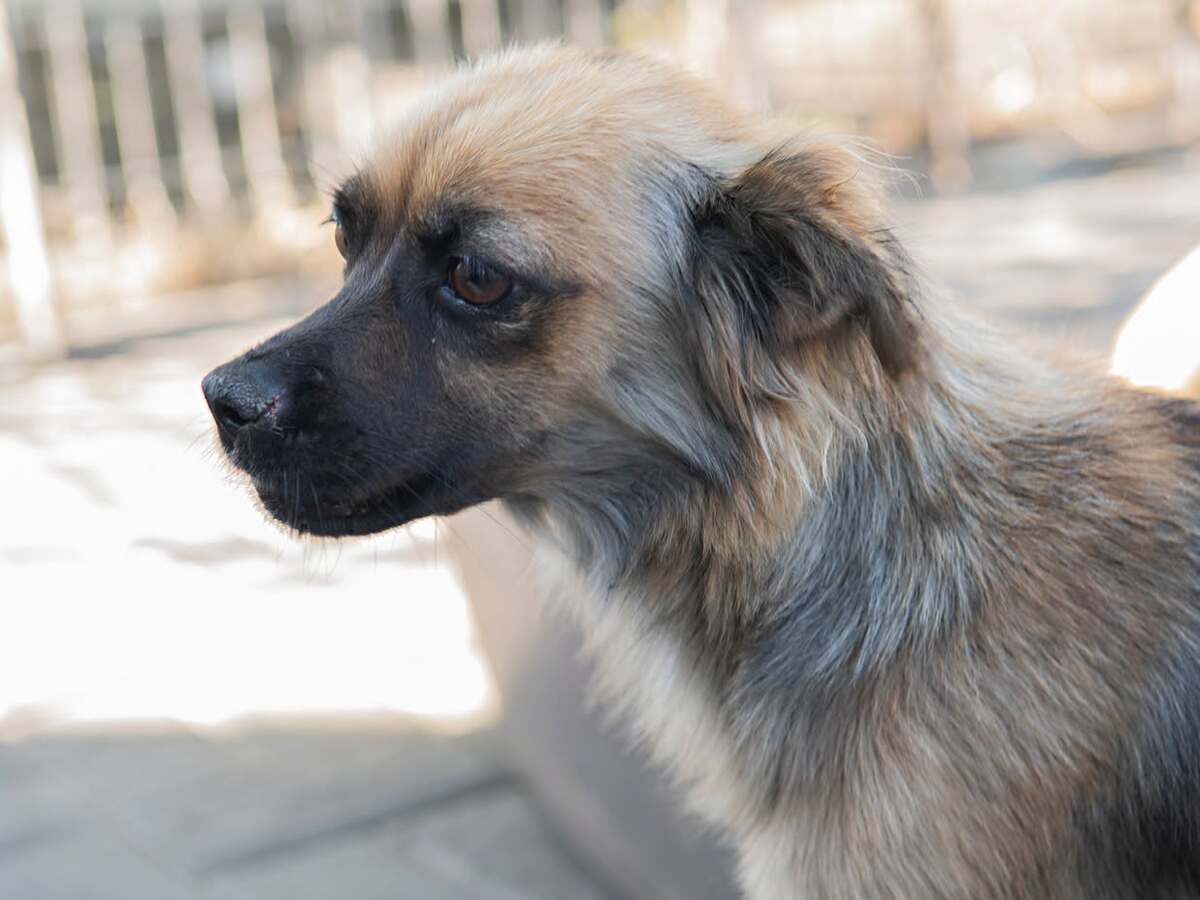 Adoption Sansa