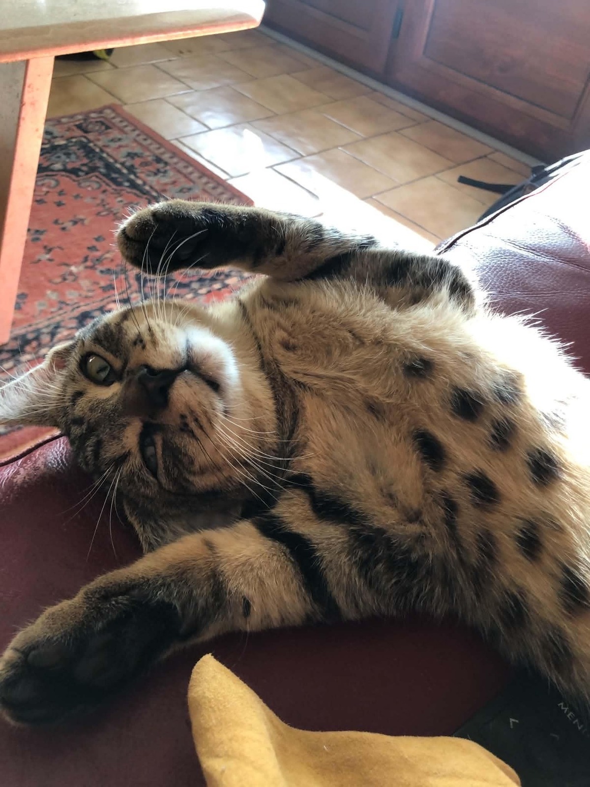Adoption Leo