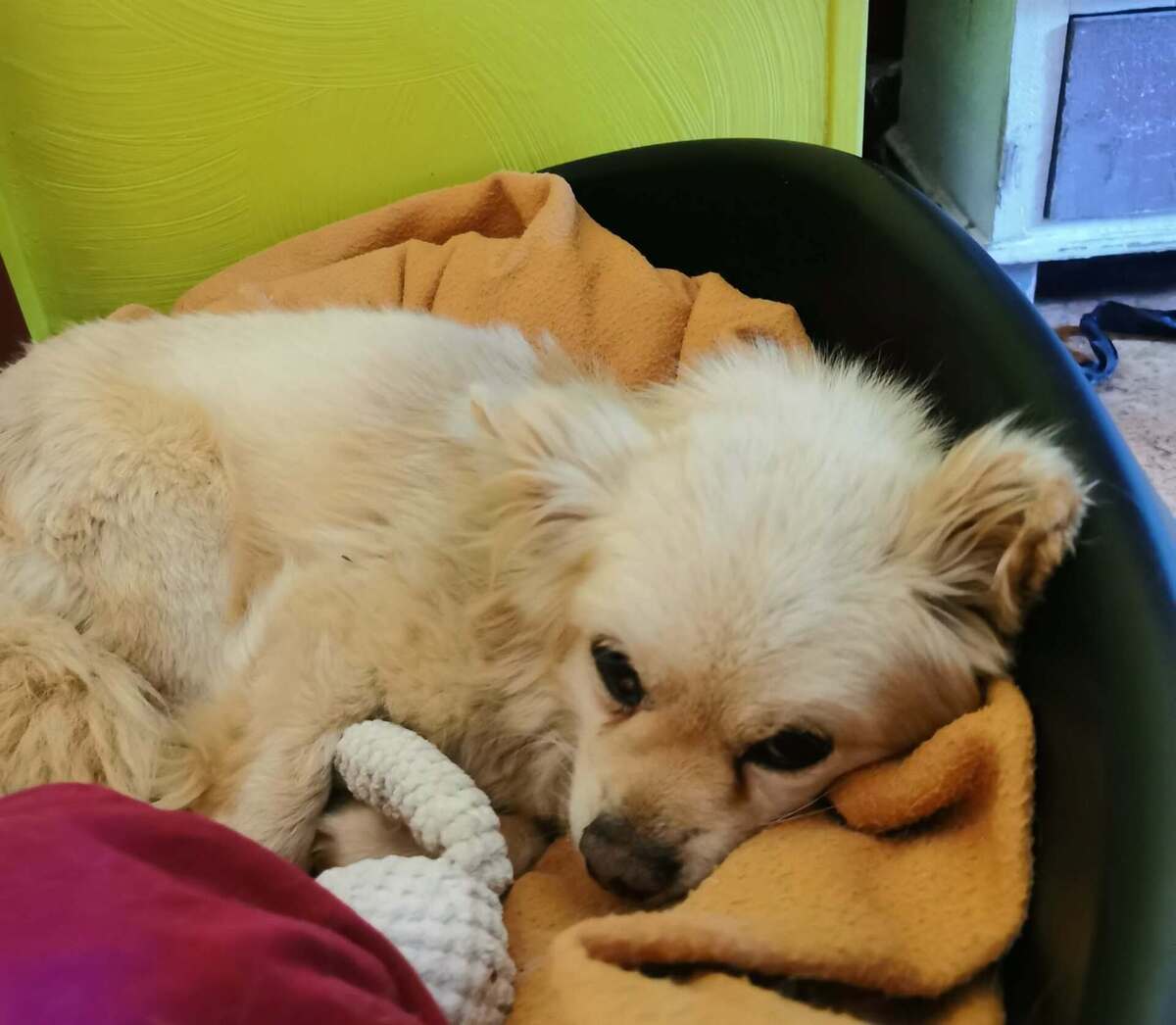 Adoption Titi