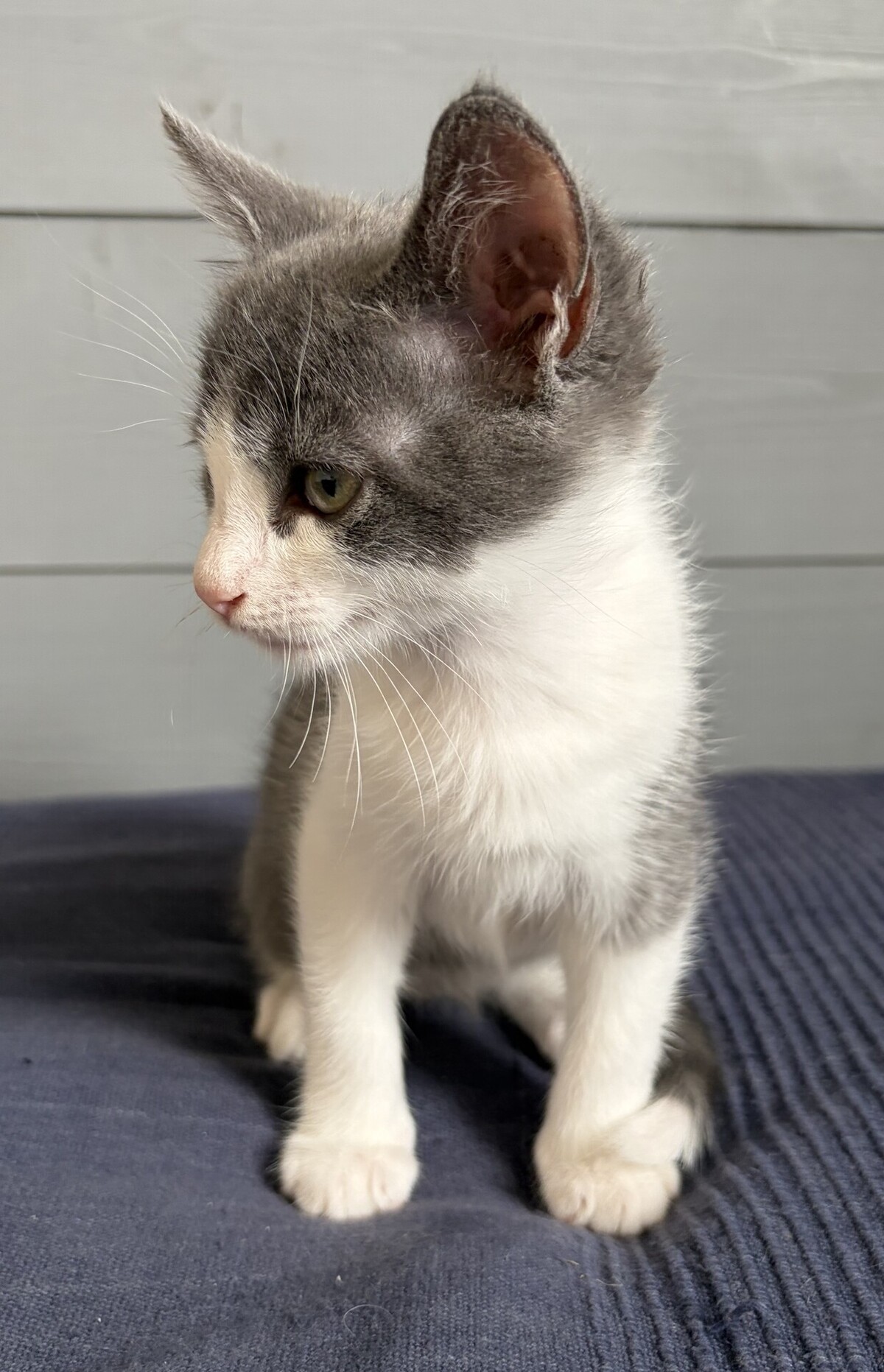 Adoption Bro