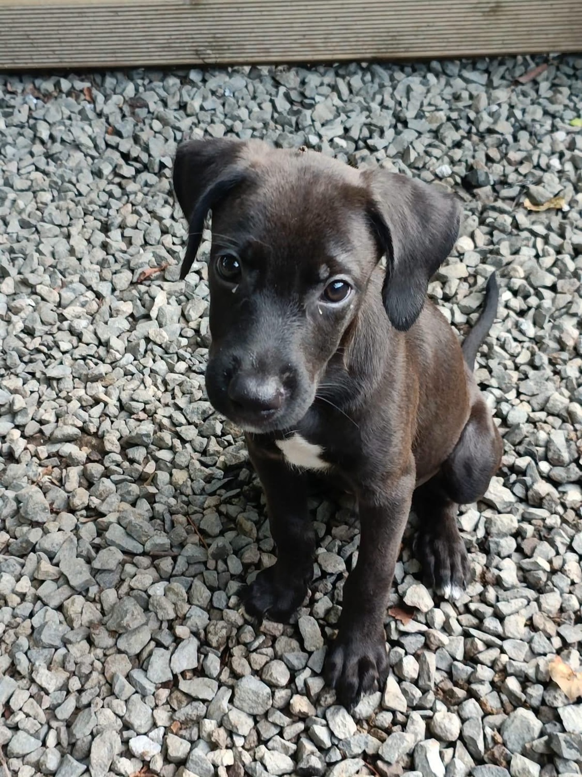 Adoption Luffy
