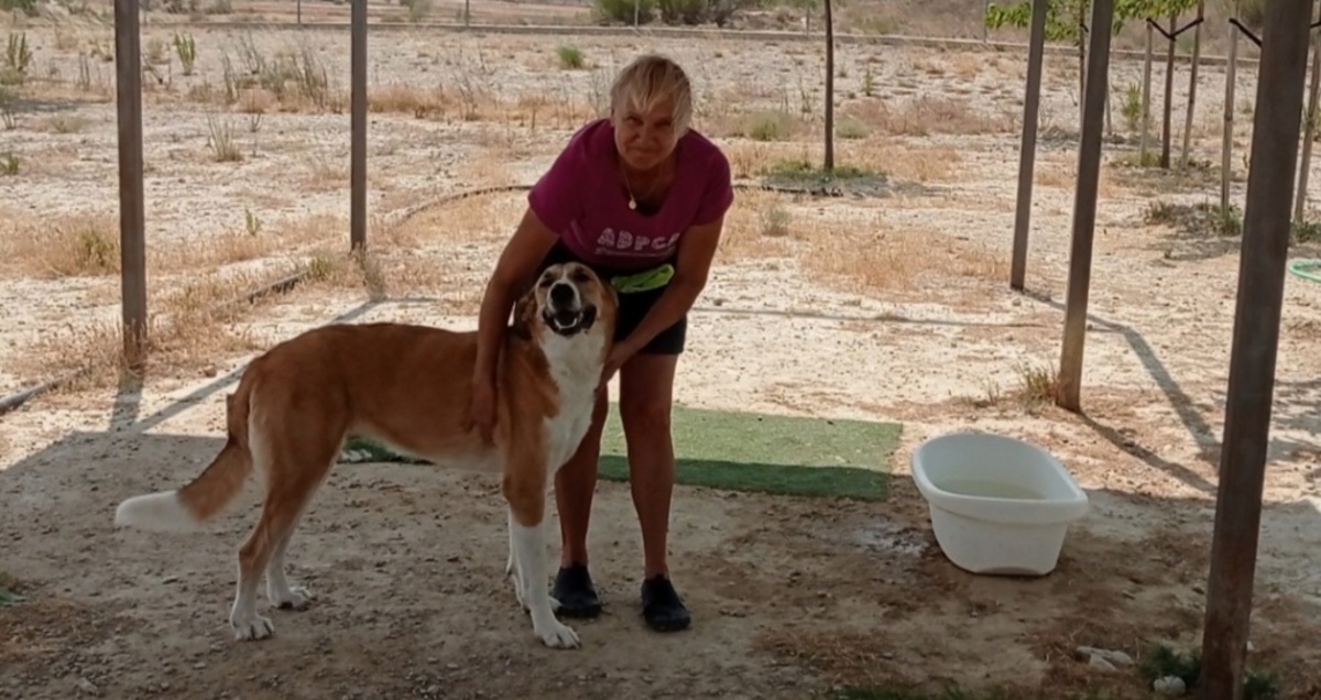 Adoption Capi
