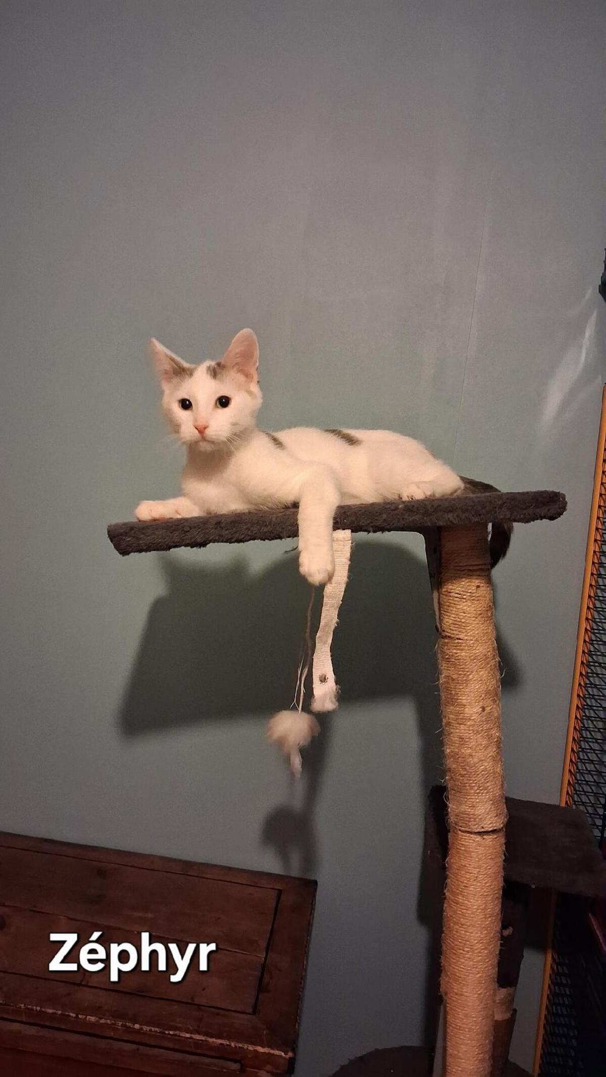 Adoption Zéphyr