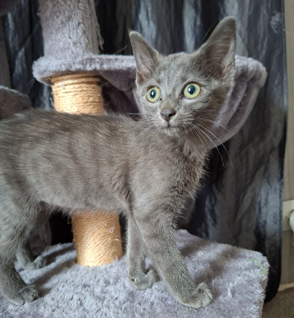 Adoption Brulette