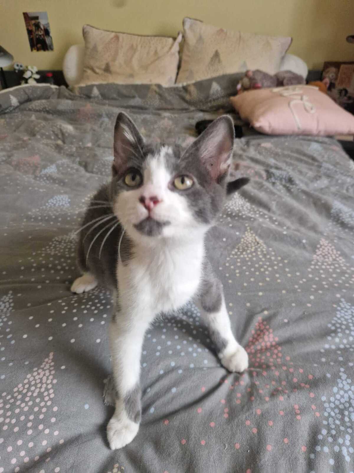 Adoption Léon