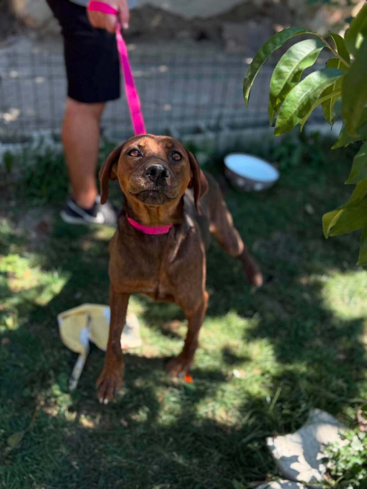 Adoption Mousse