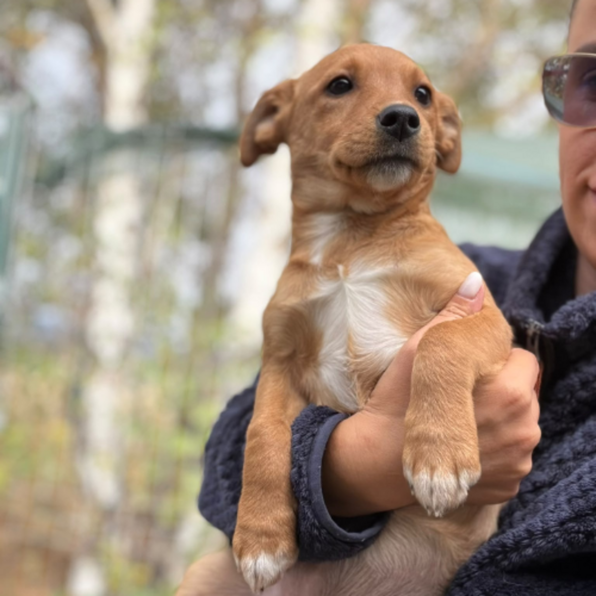 Adoption Bulle