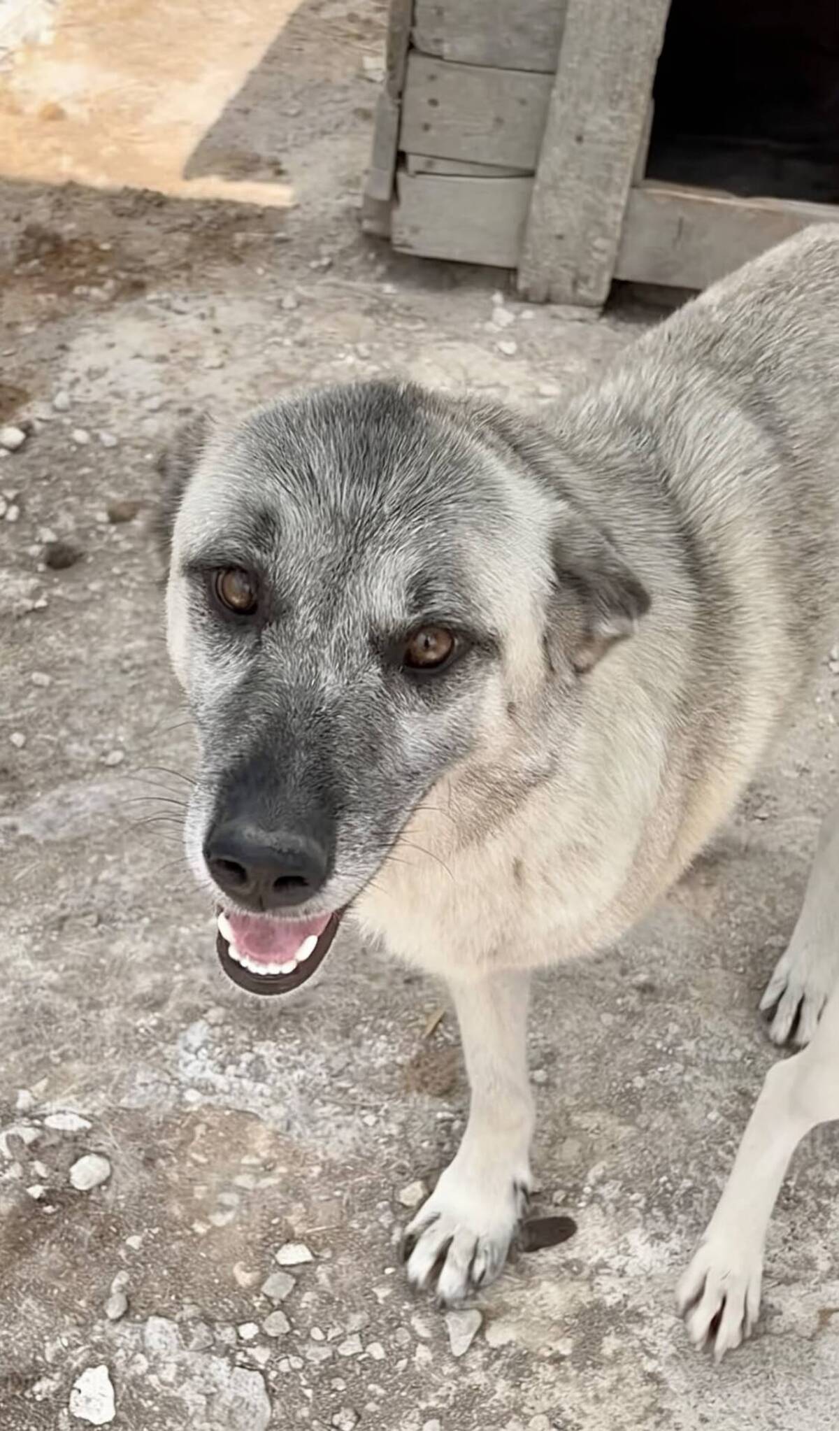 Adoption Frankie