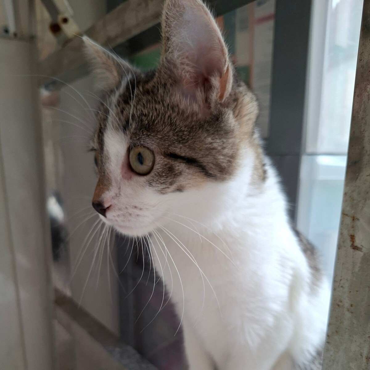 Adoption BLOSSOM