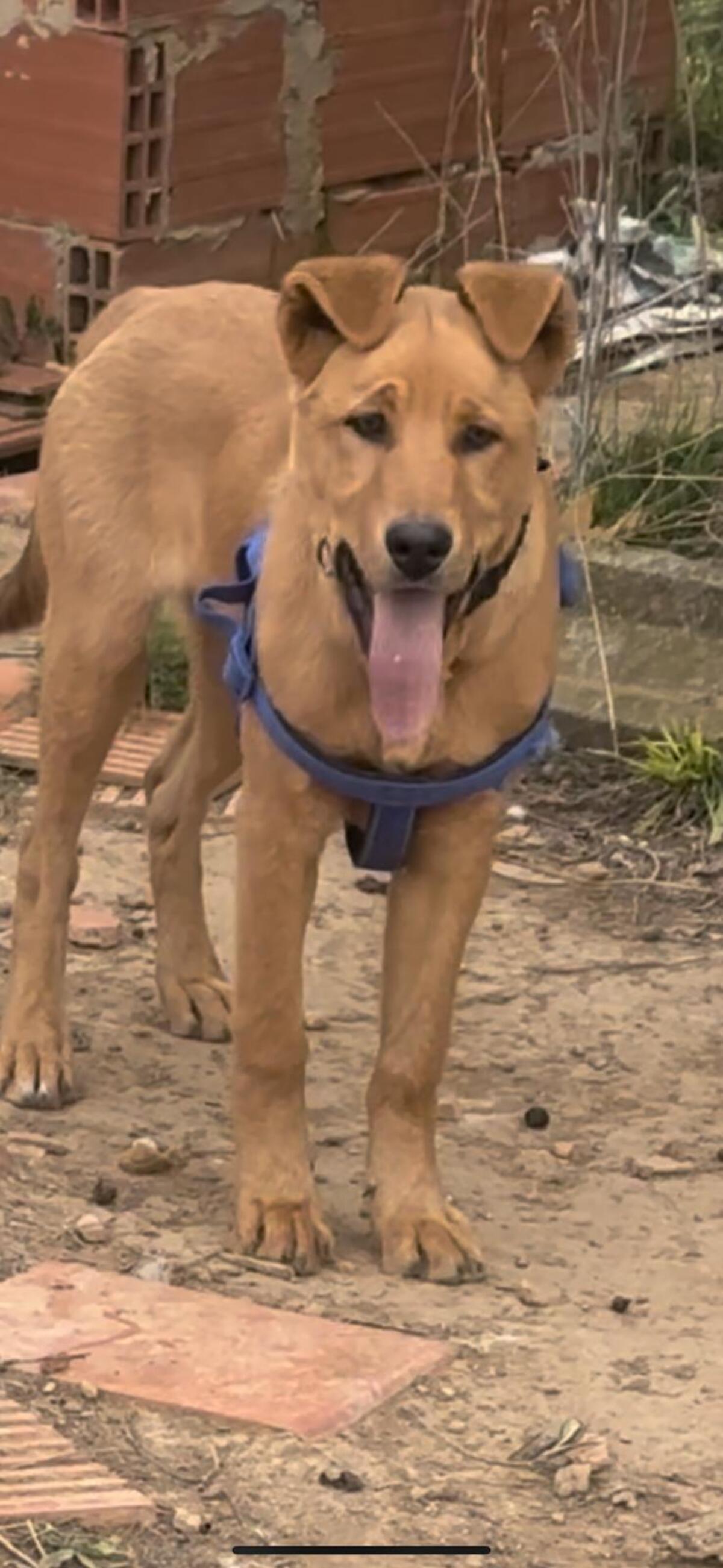Adoption Bonacho