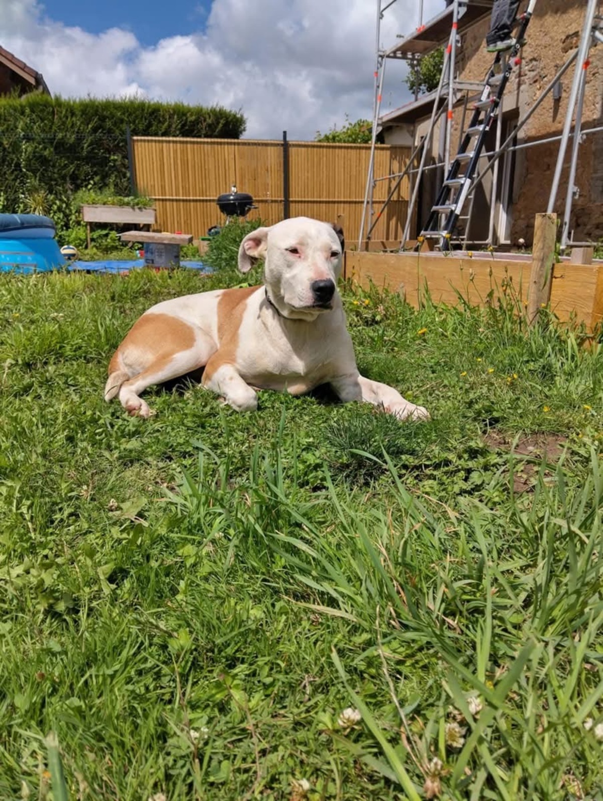 Adoption Romy