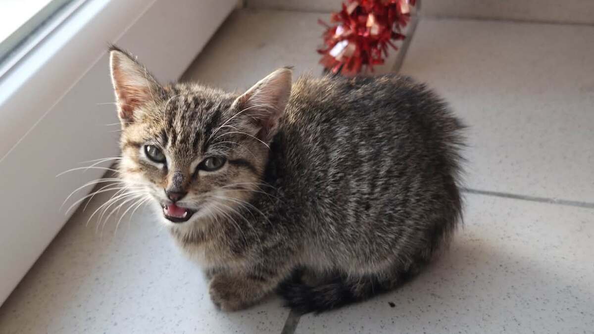 Adoption Framboise