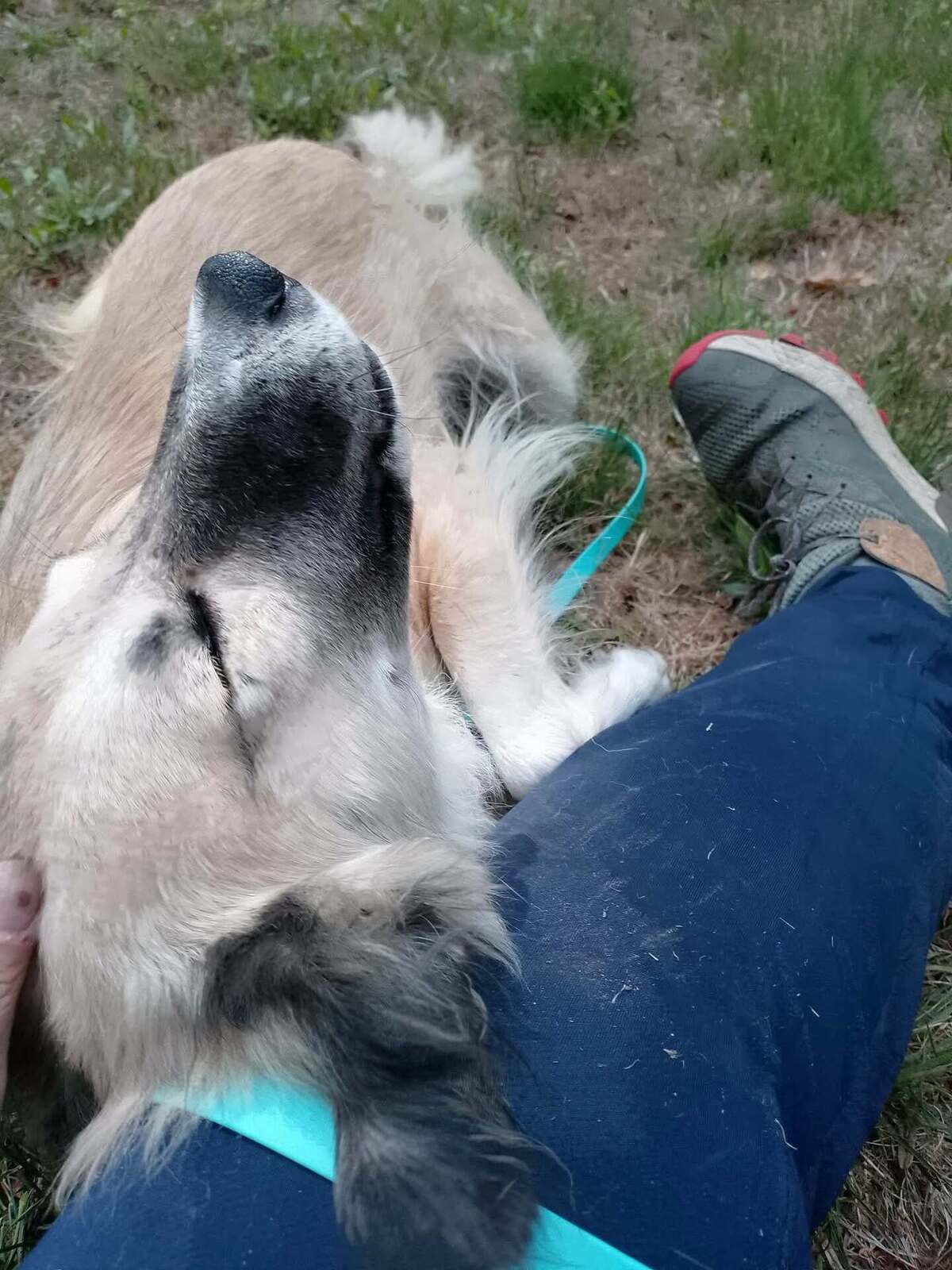 Adoption Nope