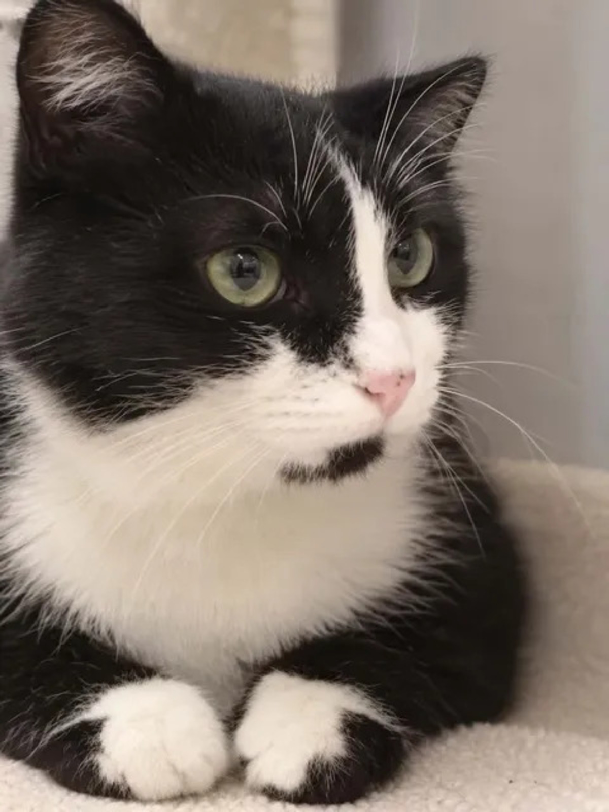 Adoption Ninouche