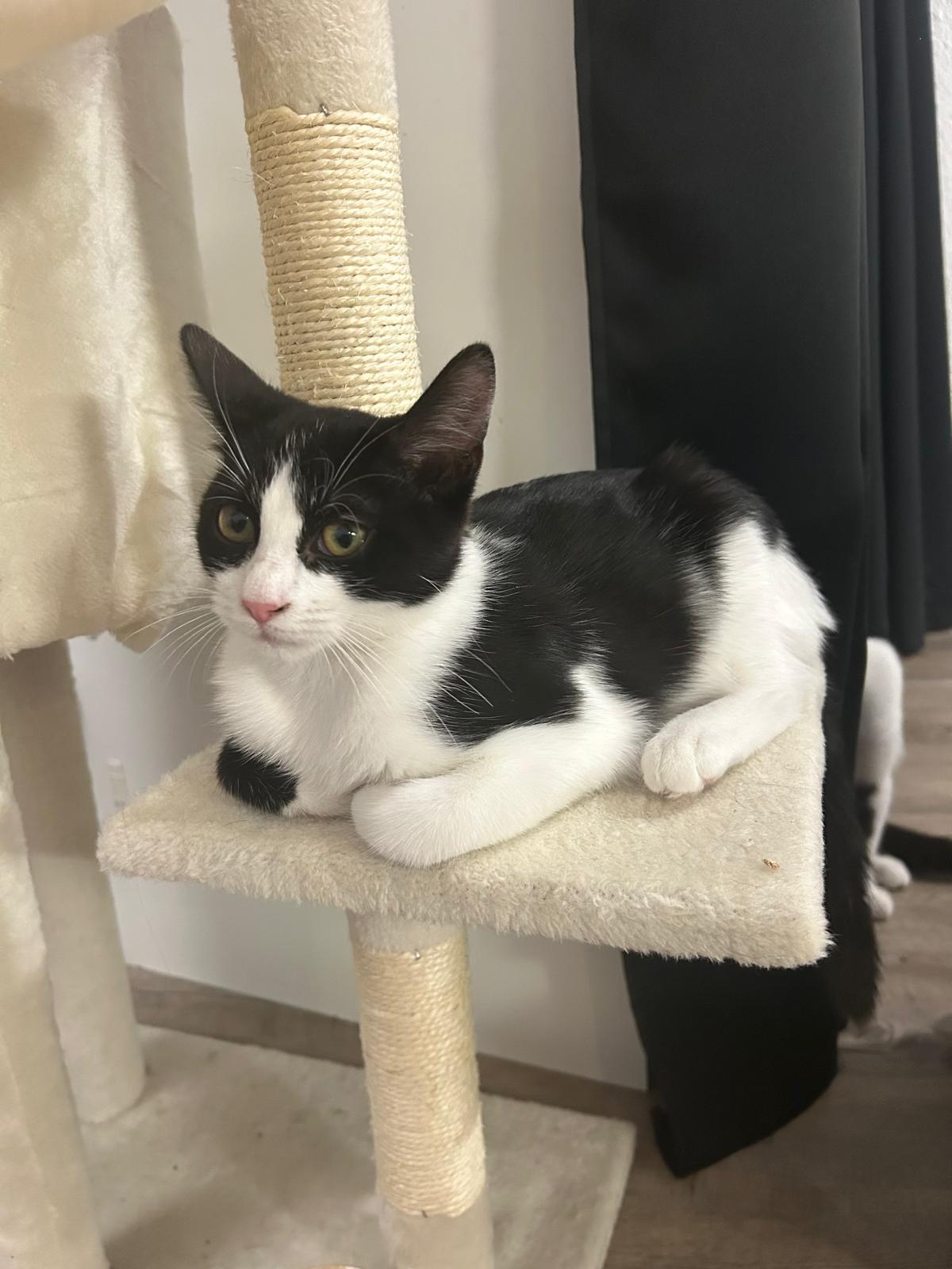Adoption Fraise