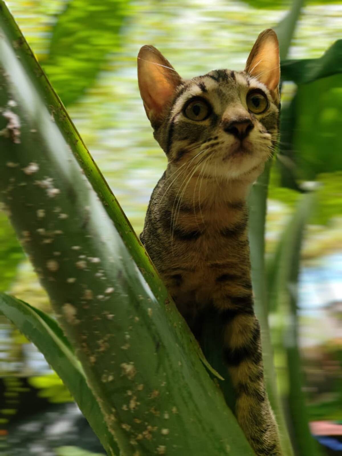Adoption Bandit