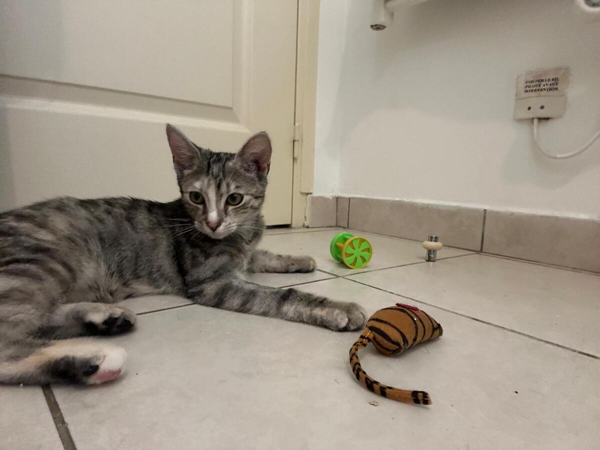 Adoption Mia