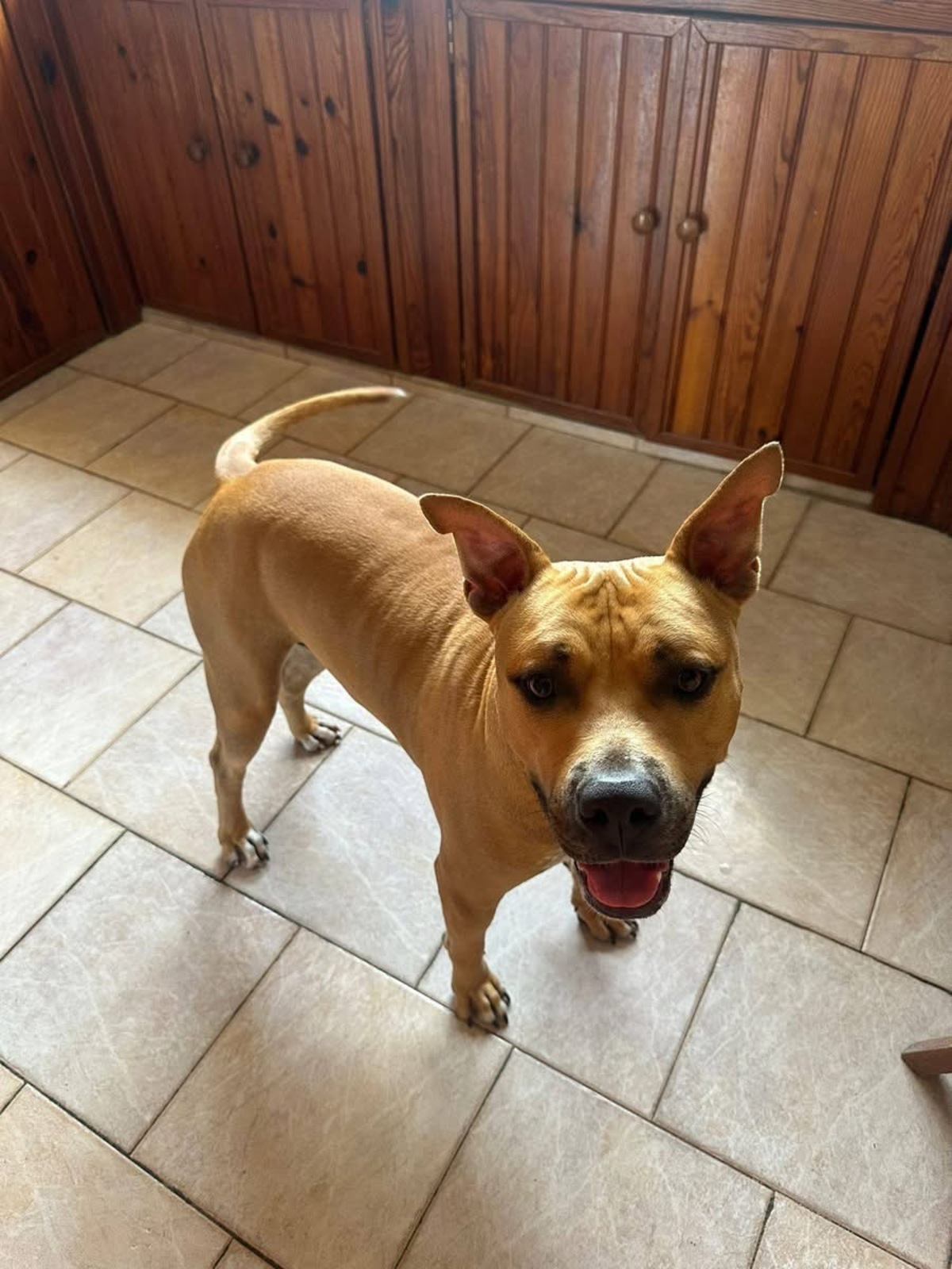 Adoption Omy