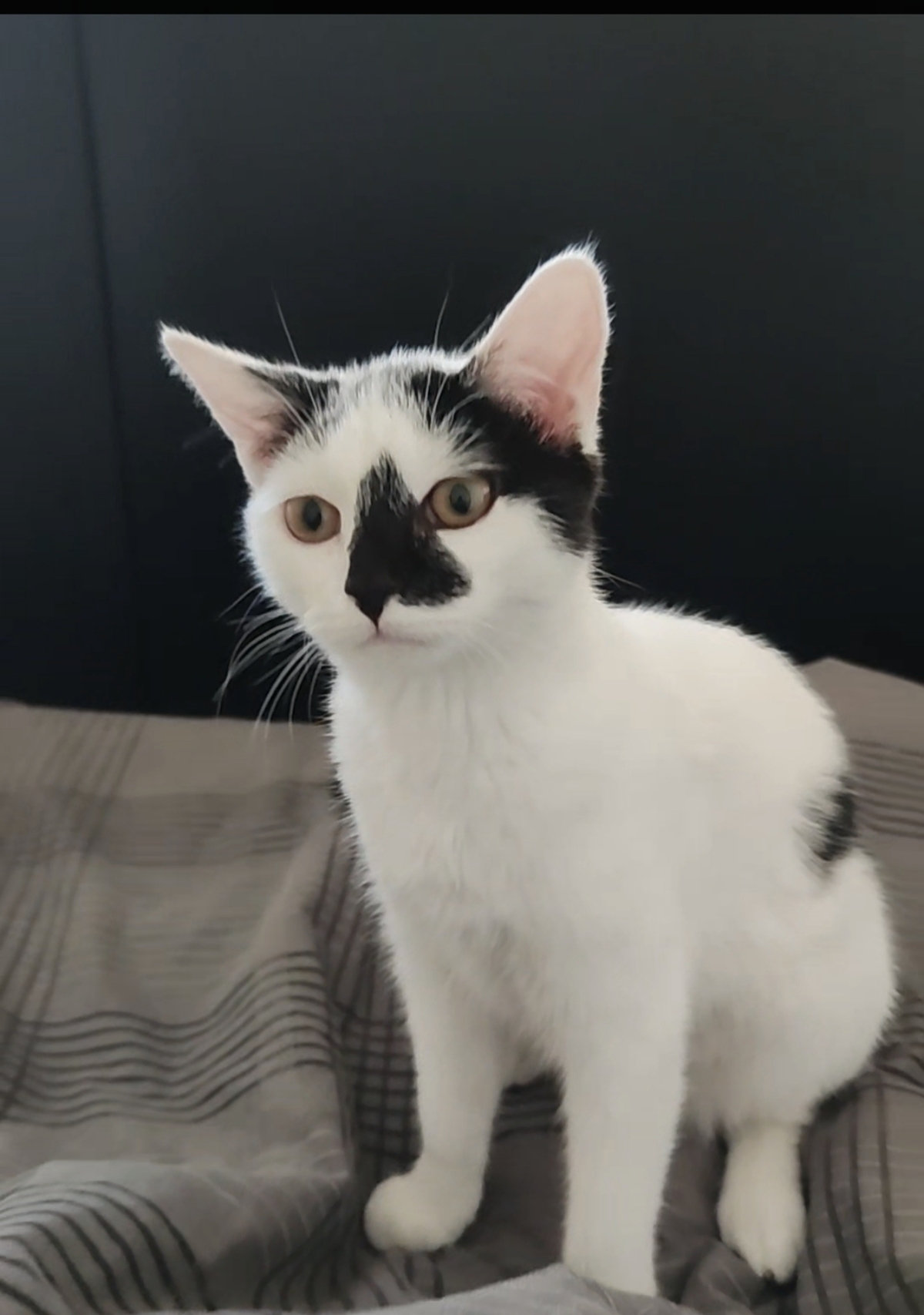 Adoption Kimy