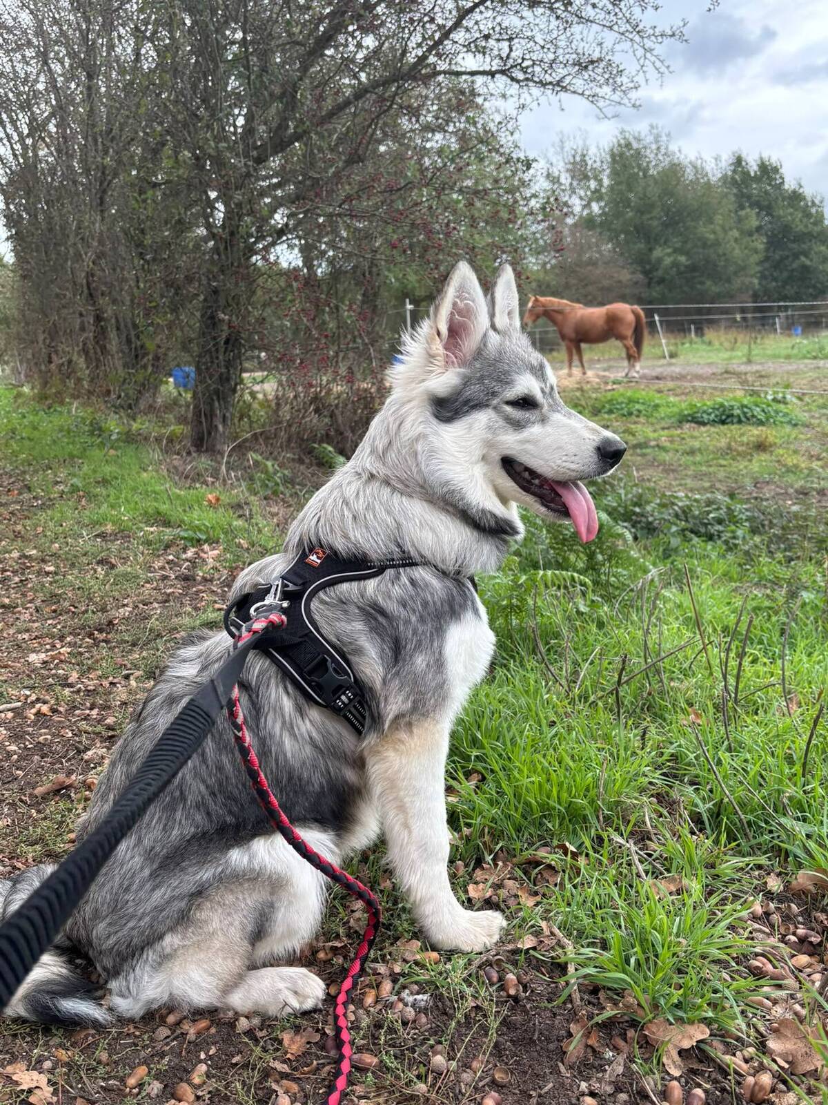 Adoption Bella