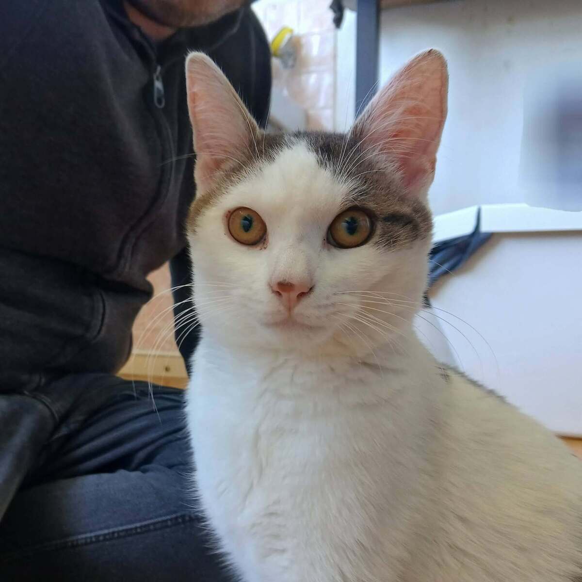 Adoption Jean