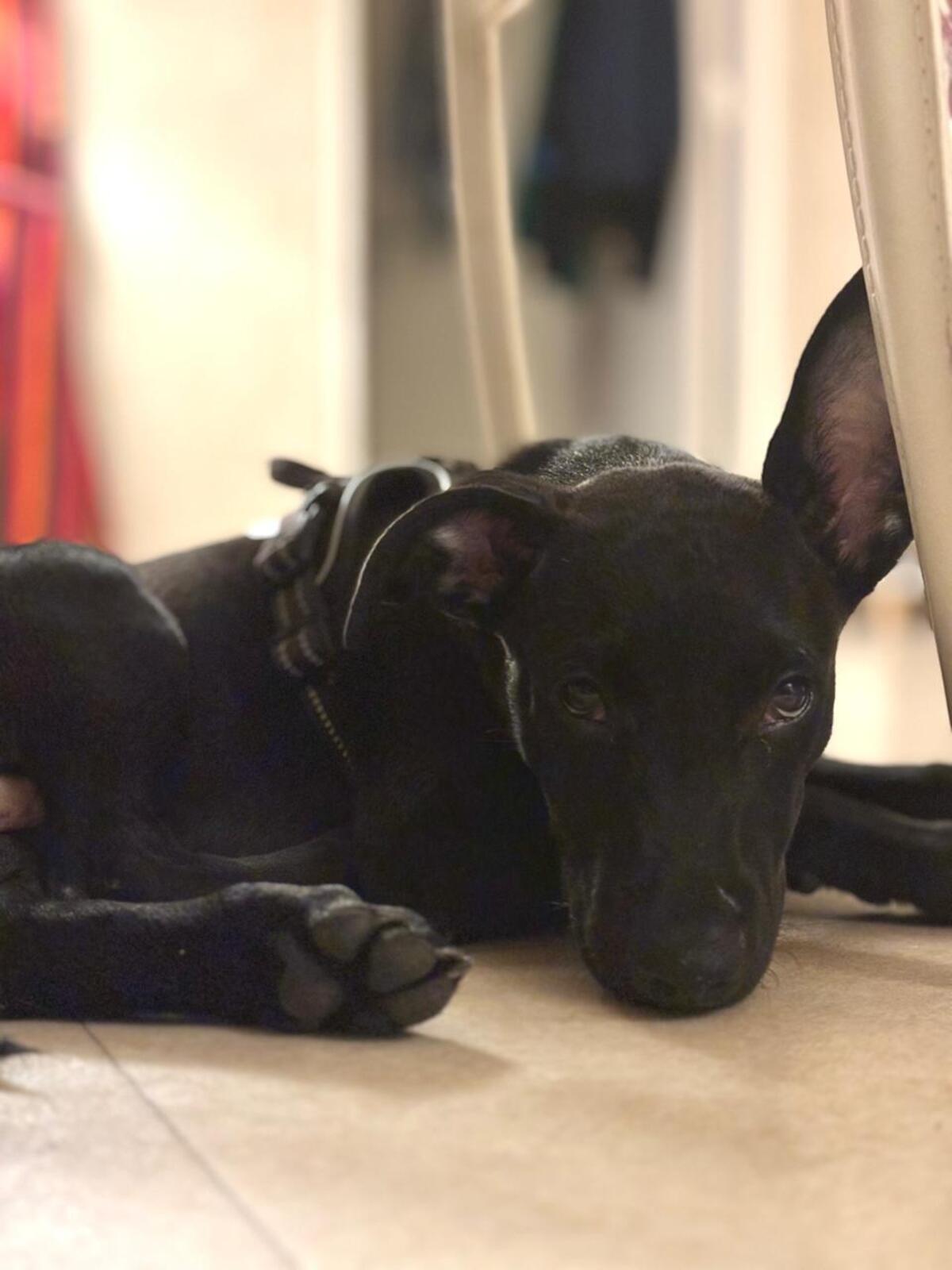 Adoption Brownie 