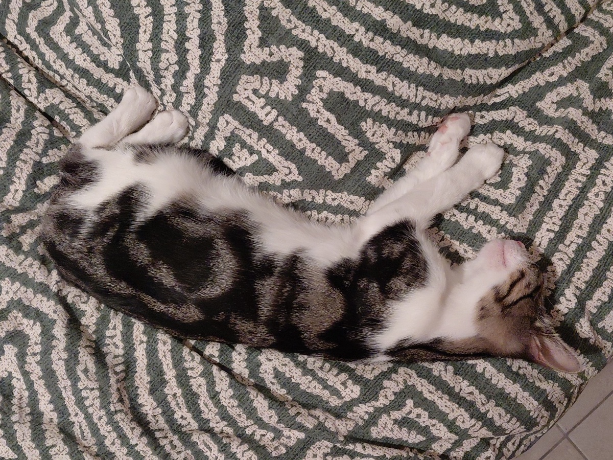 Adoption Griotte