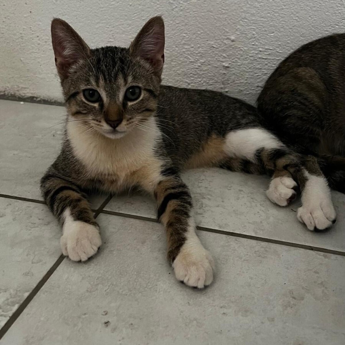 Adoption BOROMIR