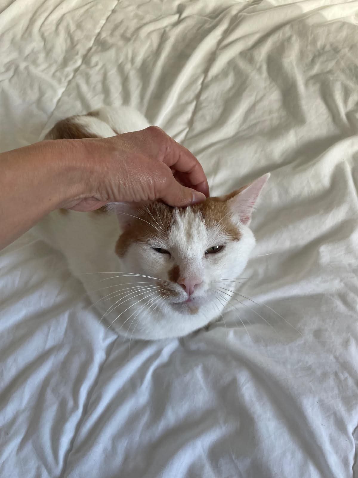 Adoption Charlie