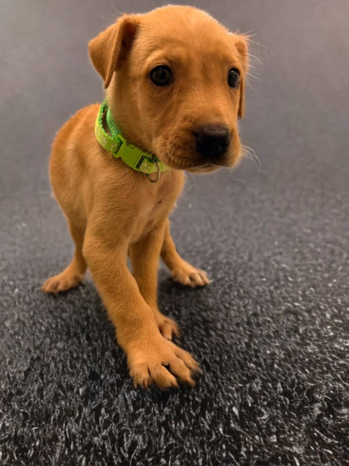 Adoption Ripley