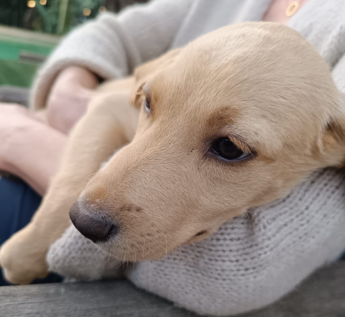 Adoption Bouba