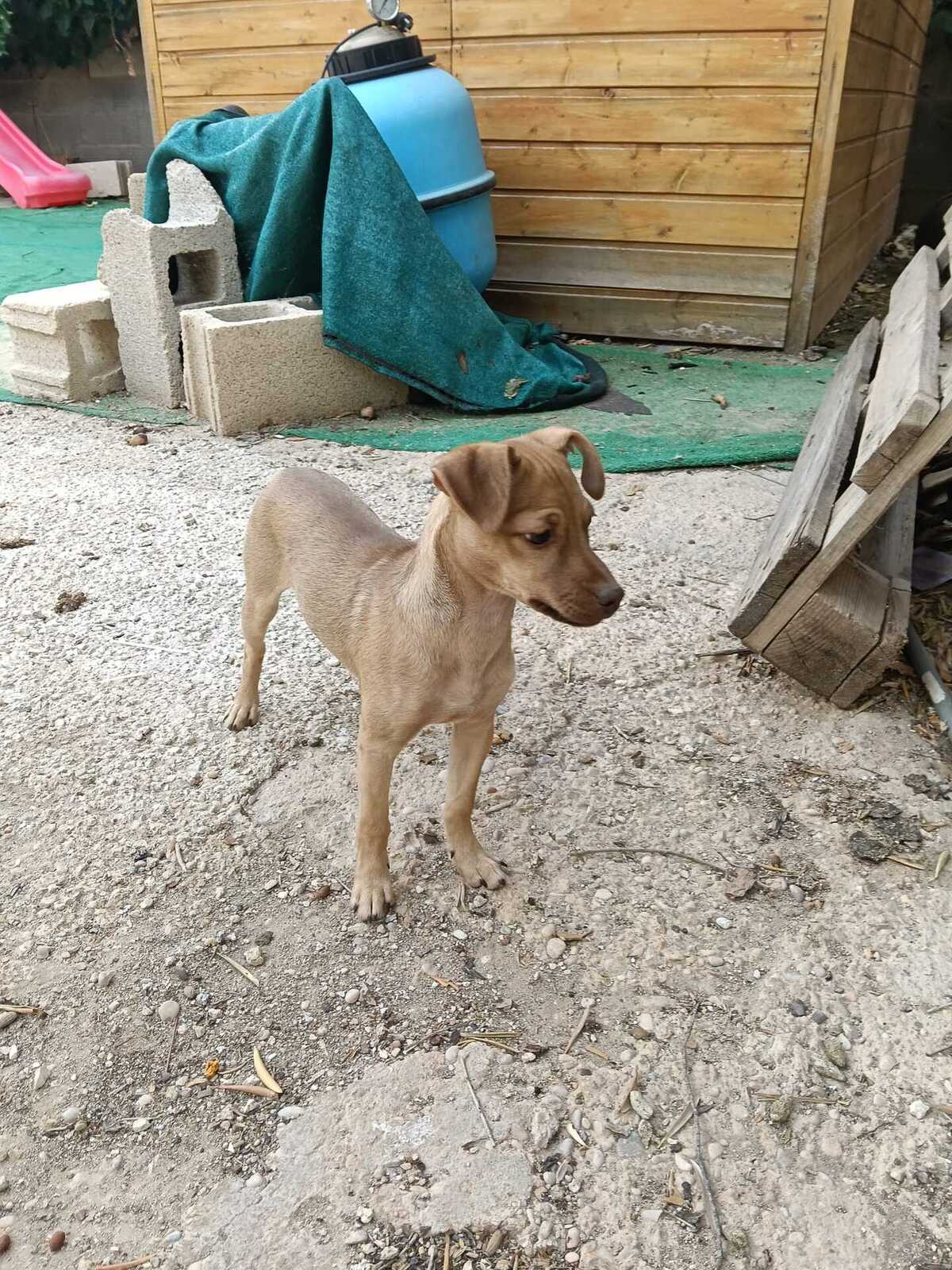 Adoption Lenon