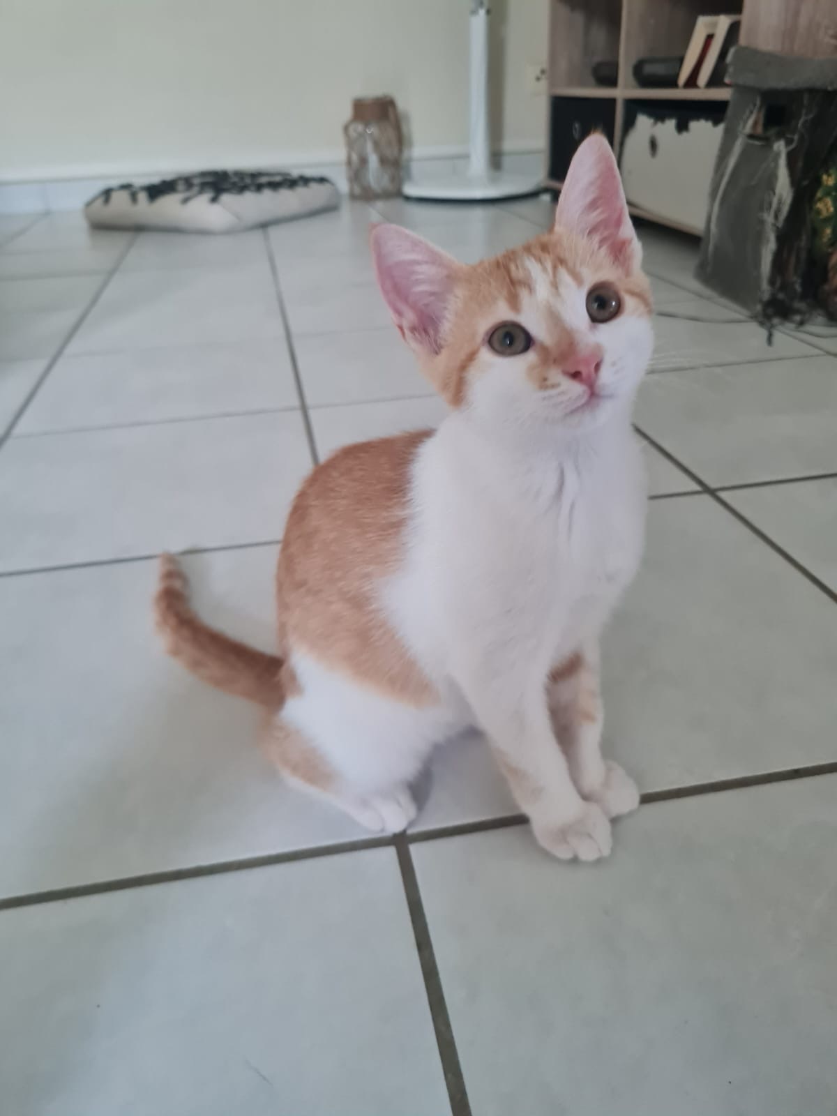 Adoption Noisette