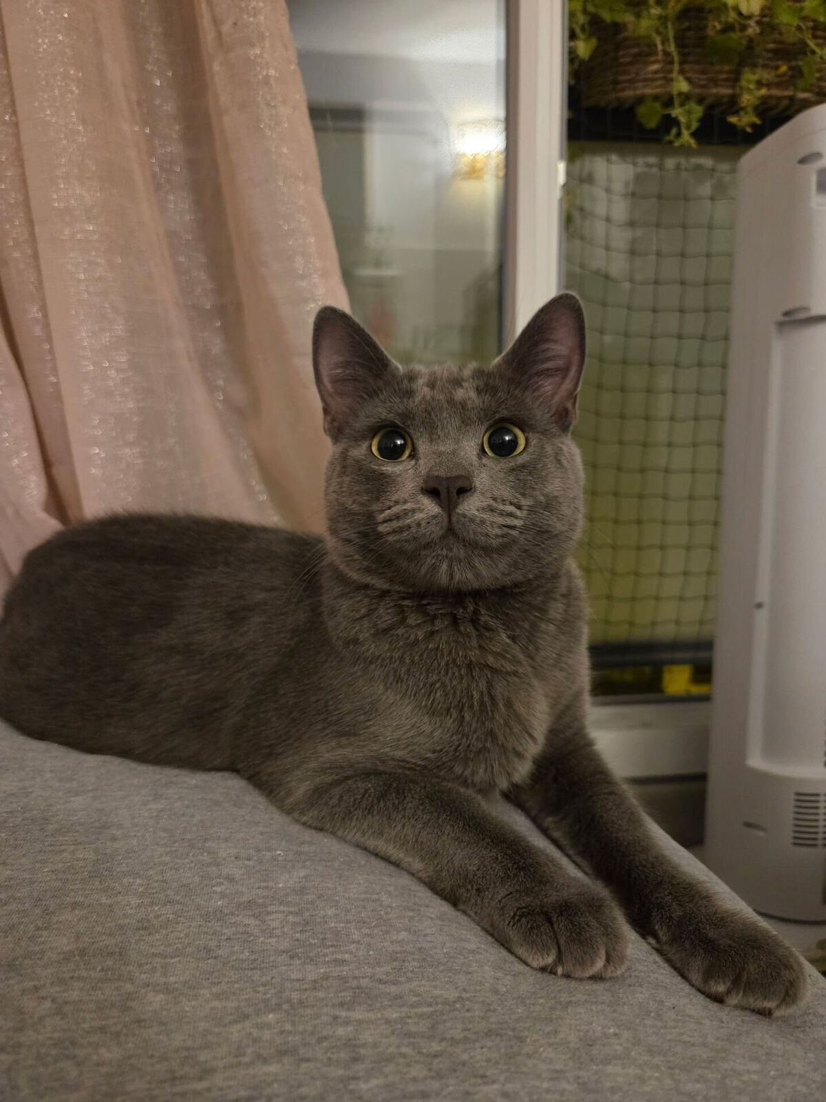 Adoption simba
