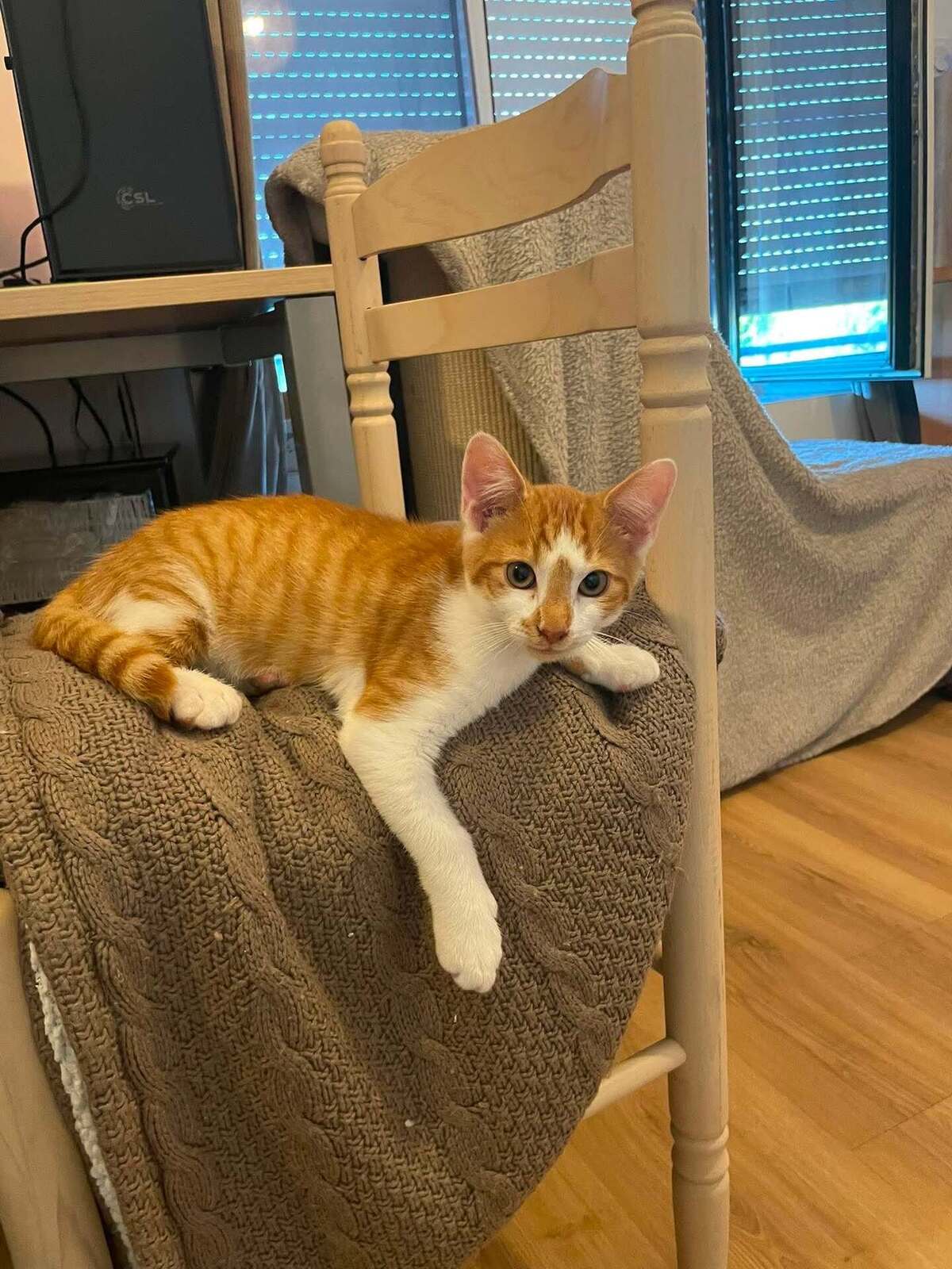 Adoption Boutchou