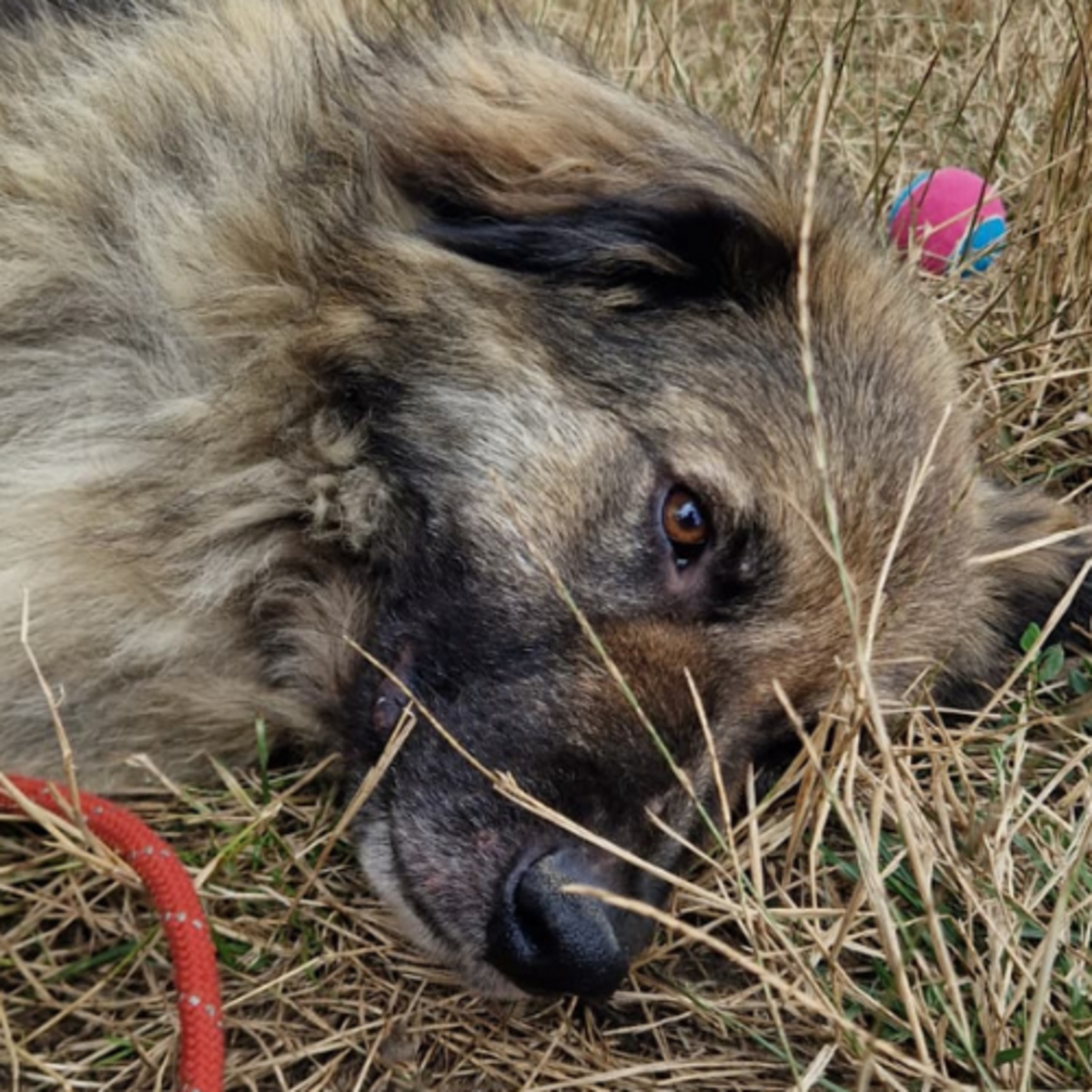 Adoption SULLEY