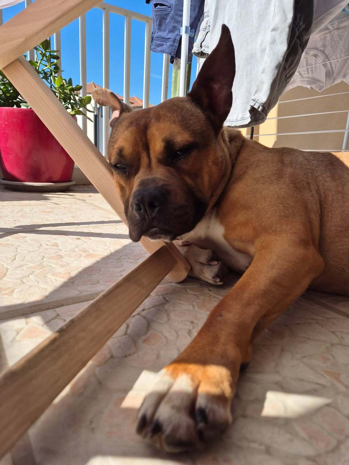 Adoption Oden