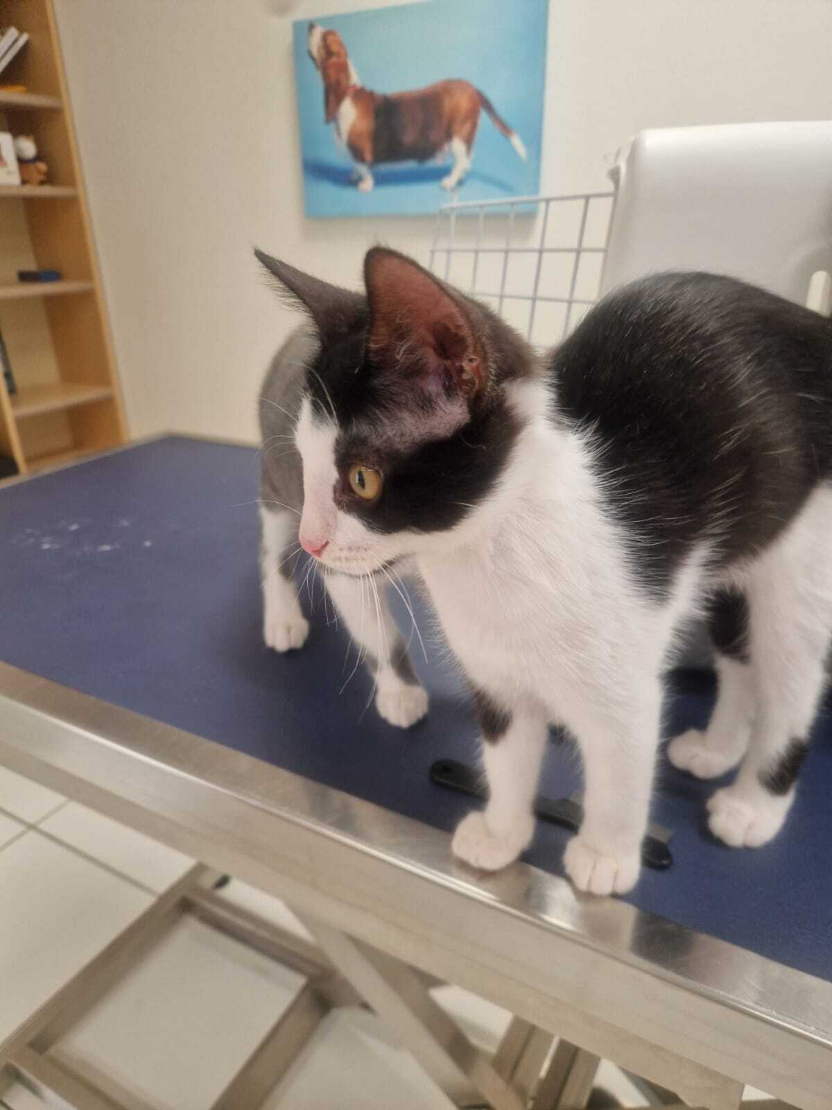 Adoption Léa