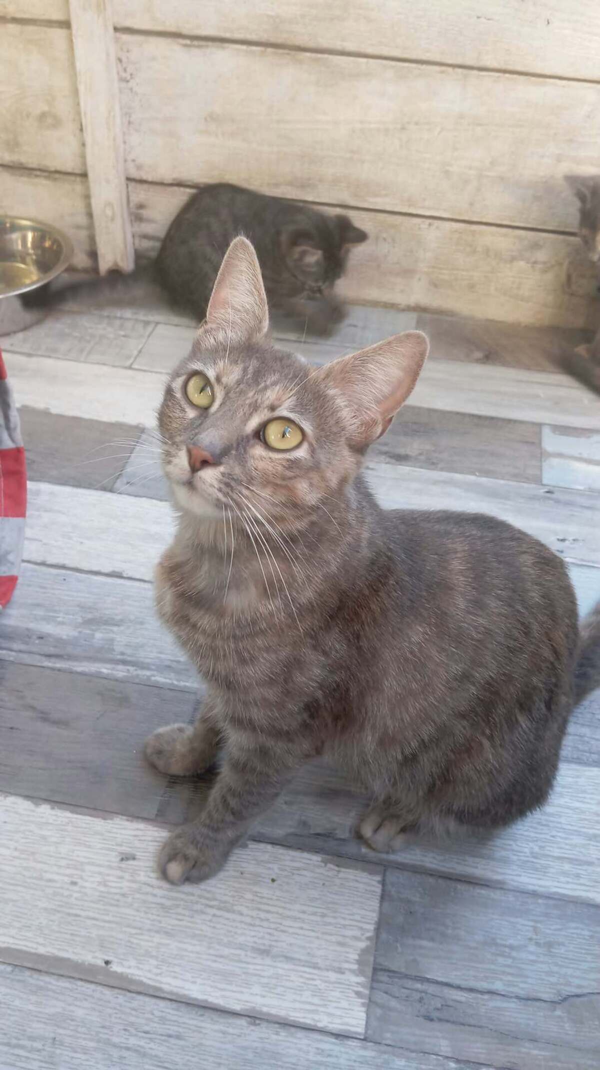 Adoption Gwena