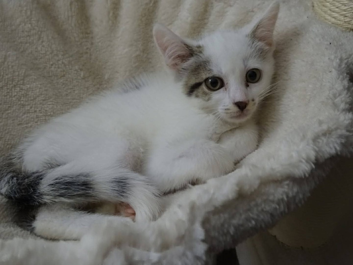 Adoption Nuage