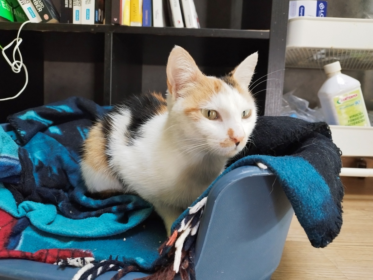 Adoption Nynæve