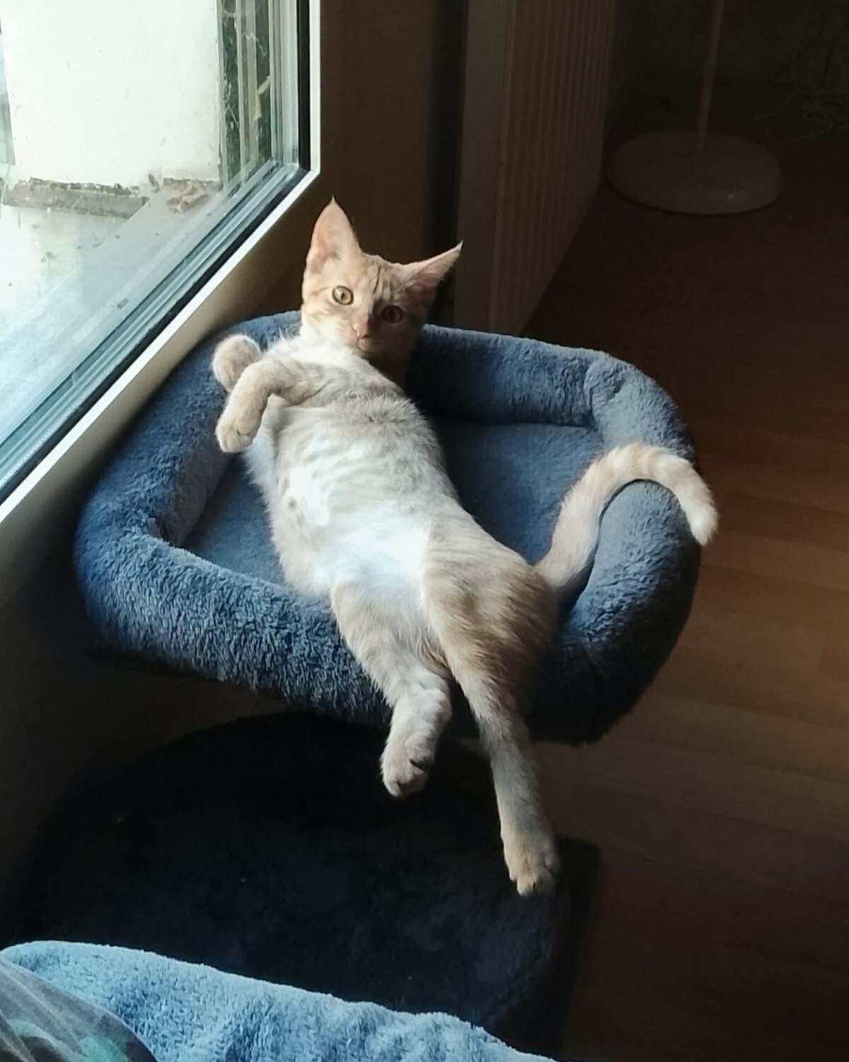Adoption BRETZEL
