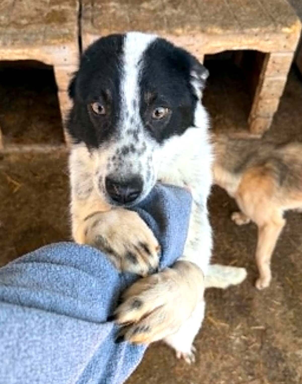 Adoption Pongo
