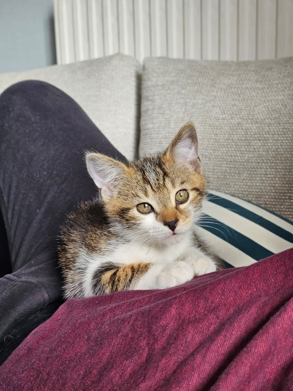 Adoption Moony